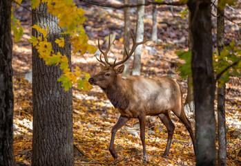 Naklejka na ściany i meble Red deer with large antlers walking in the forest in autumn in Canada