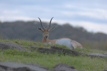姫路セントラルパーク　アダックス