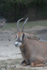 姫路セントラルパーク　ローンアンテロープ