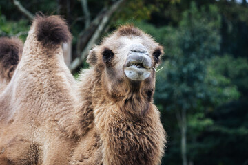 姫路セントラルパーク　ラクダ