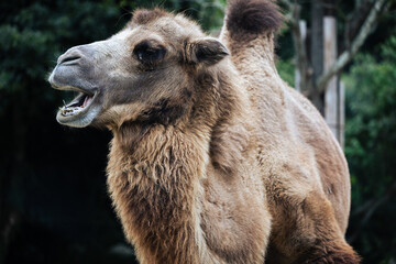 姫路セントラルパーク　ラクダ