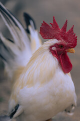 凛々しい姿のにわとり