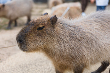 姫路セントラルパーク　カピバラ