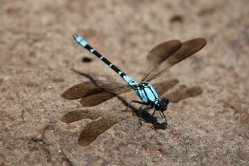 Closeup high angle shot of a blue dragonfly standing on the sand on a sunny day - Powered by Adobe