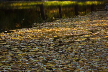 Autumn leaves on the surface of the city pond.