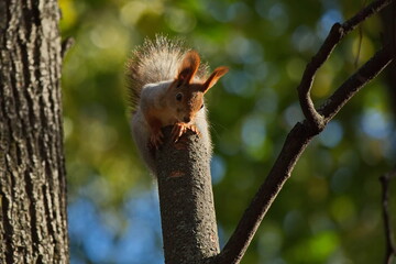 Squirrel in the autumn city park.