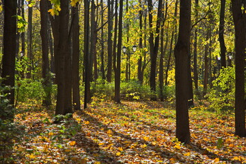 Obraz premium Sunny day in the autumn city park.