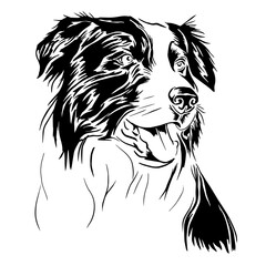 black and white Collie dog