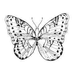 Elegant exotic butterfly hand drawn line illustration isolated on white background. Tropical flying insect. 