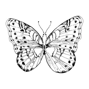 Elegant exotic butterfly hand drawn line illustration isolated on white background. Tropical flying insect. 