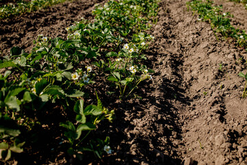 Bush of blooming strawberries grow on an organic farm on a sunny day. Spring flowering strawberries grow in the garden.