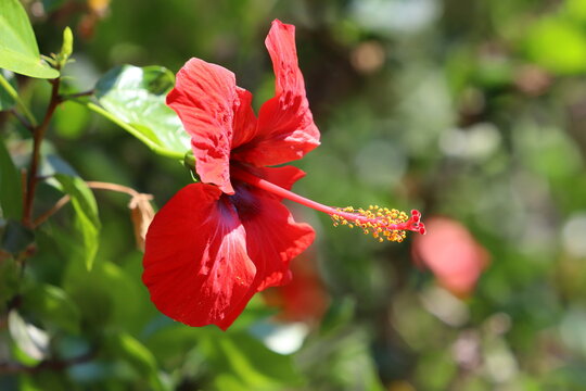 Chinese hibiscus blooms in a city park in northern Israel.