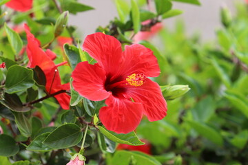 Chinese hibiscus blooms in a city park in northern Israel.