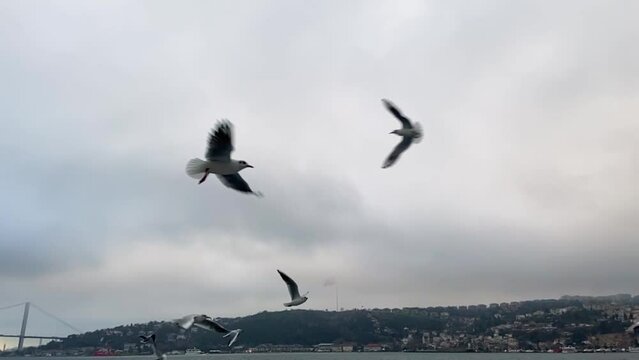 Seagulls fly in the Bosphorus Bay slow motion. A flock of hungry seagulls fly in search of food slow motion. A flock of seagulls flies near the ferry in Istanbul