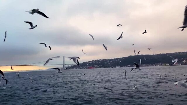 A lot of seagulls fly in front of the camera in slow motion. Hungry seagulls fly in search of food slow motion. Seagulls in istanbul