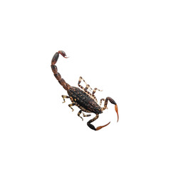 Brown Scorpion in  white background