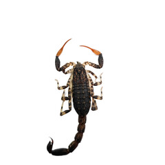 Brown Scorpion in  white background