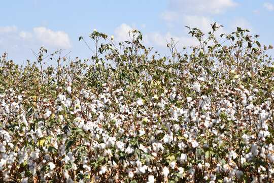 field of cotton