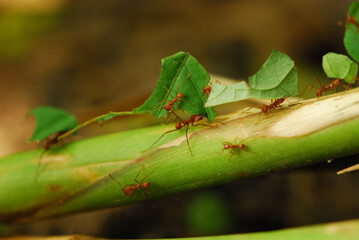 Leaf cutting ants carrying leaves in Costa Rica