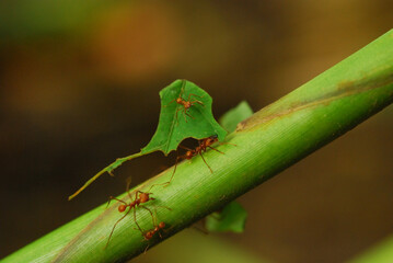 Leaf cutting ants carrying leaves in Costa Rica