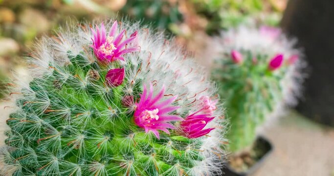 Time lapse of Pink cactus flowers blooming on the green cactus stem.