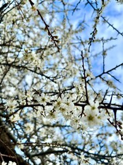 Close up of white flowers on branches, Beautiful white cherry blossoms with blue sky in the background, White cherry blossoms in their natural environment