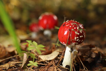 red fly agaric in conditions of natural growth