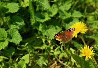 butterfly on a flower