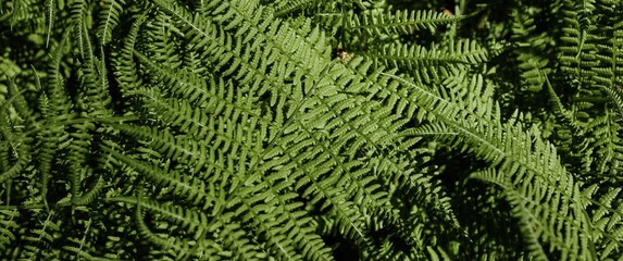 Ferns in the forest. Natural wild tropical floral textured fresh green leaves fern background. Banner.