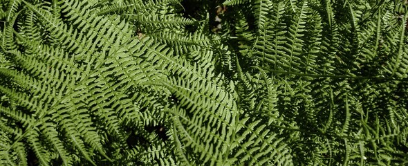 Ferns in the forest. Natural wild tropical floral textured fresh green leaves fern background. Banner.