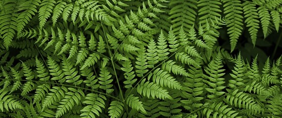 fern leaves © Татьяна