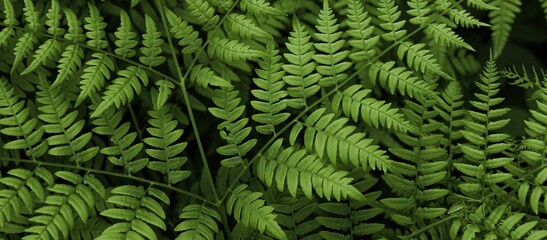 Ferns in the forest. Natural wild tropical floral textured fresh green leaves fern background. Banner.
