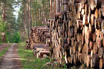 Holzbewirtschaftung im Wald