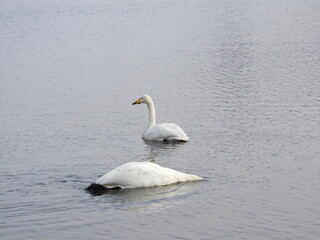 Obraz premium 白鳥