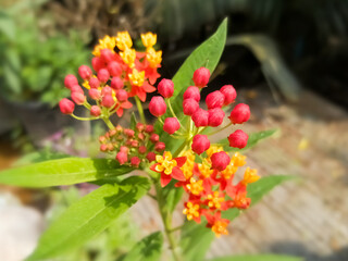 Tropical milkweed flower. Mexican Butterfly Weed