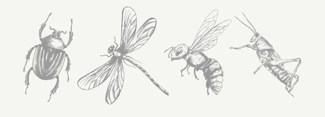 Beetle, dragonfly, bee, locust, grasshopper. Set of vector illustrations. Pencil sketch. Engraving style. Tattoo. Collection of drawn elements.
