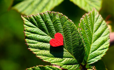 czerwone serce na zielonym liściu