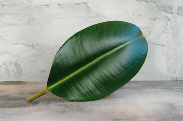 alone dense Ficus Elastica leaf on concrete background, space for text, merchandise.