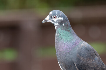 Obraz premium Portrait of a common pigeon (columba livia)