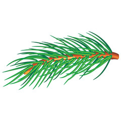 Сhristmas decoration Pine branch