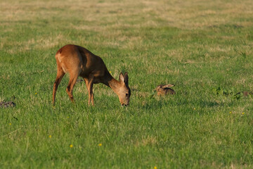 Reh und Hase auf einer Wiese