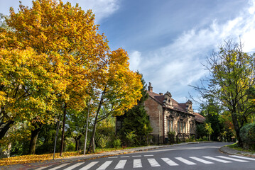 Autumn maple tree with yellow leaves on the street with pedestrian crossing in the foreground