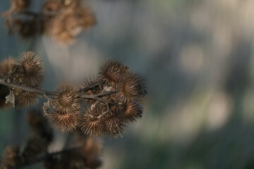 Kletten im Herbst