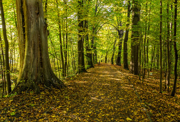 A path through an autumn park 
