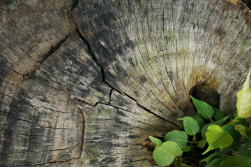 A texture and pattern aged of cut stumps tree with a green sprout growing 