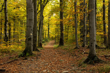 Fototapeta premium A path through an autumn forest in saturated colors