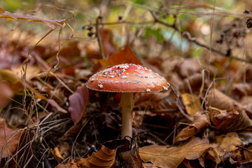 A lone red toadstool in the autumn forest cover