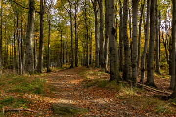 Fototapeta premium A path through an autumn forest in saturated colors