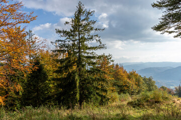 Fototapeta na wymiar A view of the trees at the top of Równica on an autumn sunny day