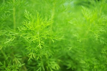 Selected focus Evergreen plant, little leaves, green nature background